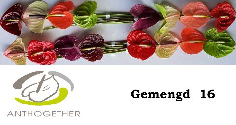 Антуриум Микс x16, шт.