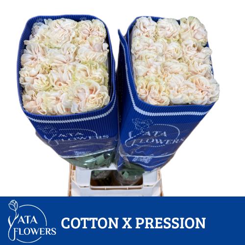 Роза од. Овериг 70, шт.