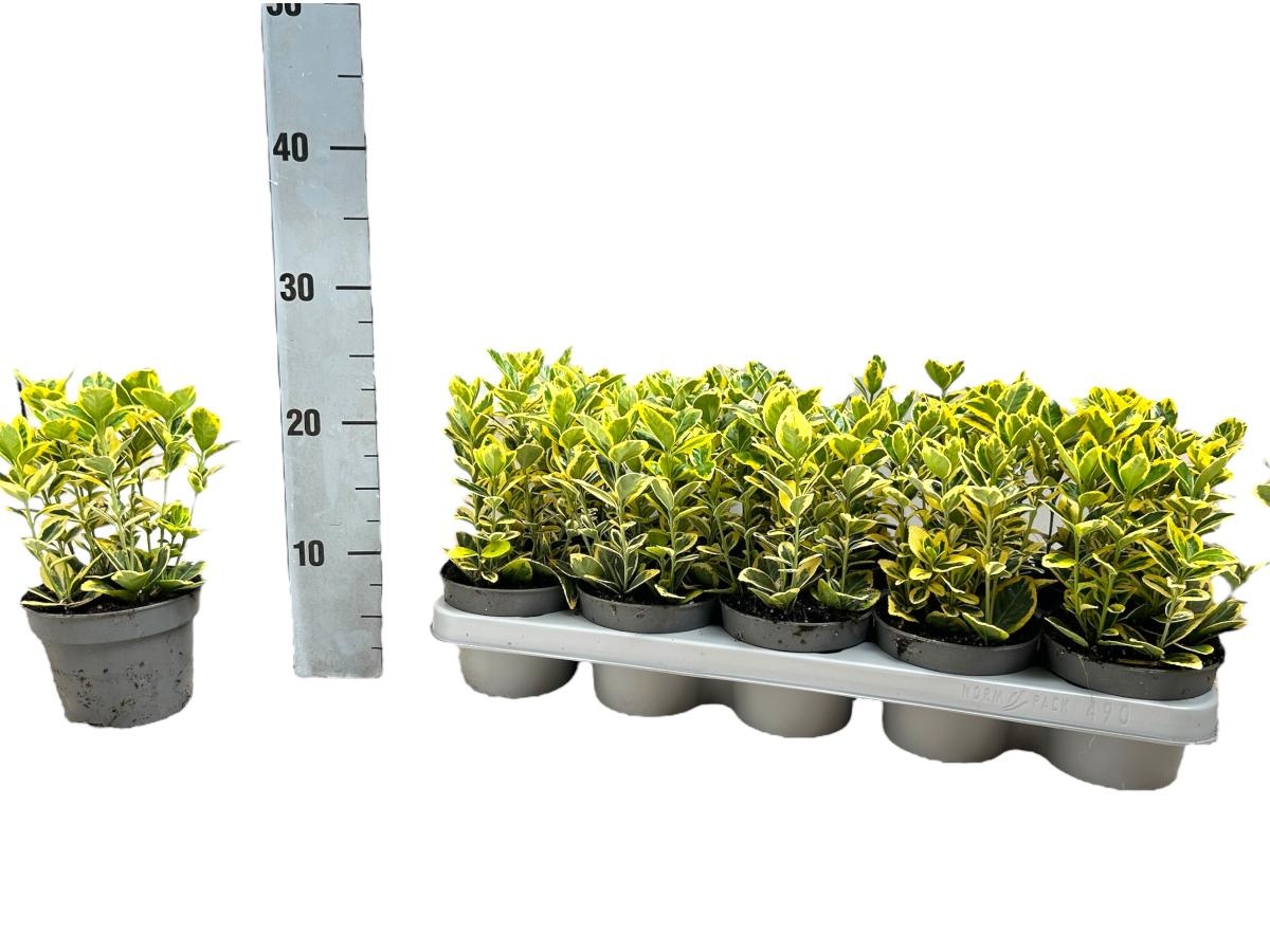 Euonymus jap. Marieke, D 12