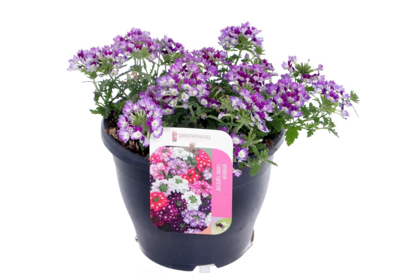 Verbena Lanai Twister Blue, D 23
