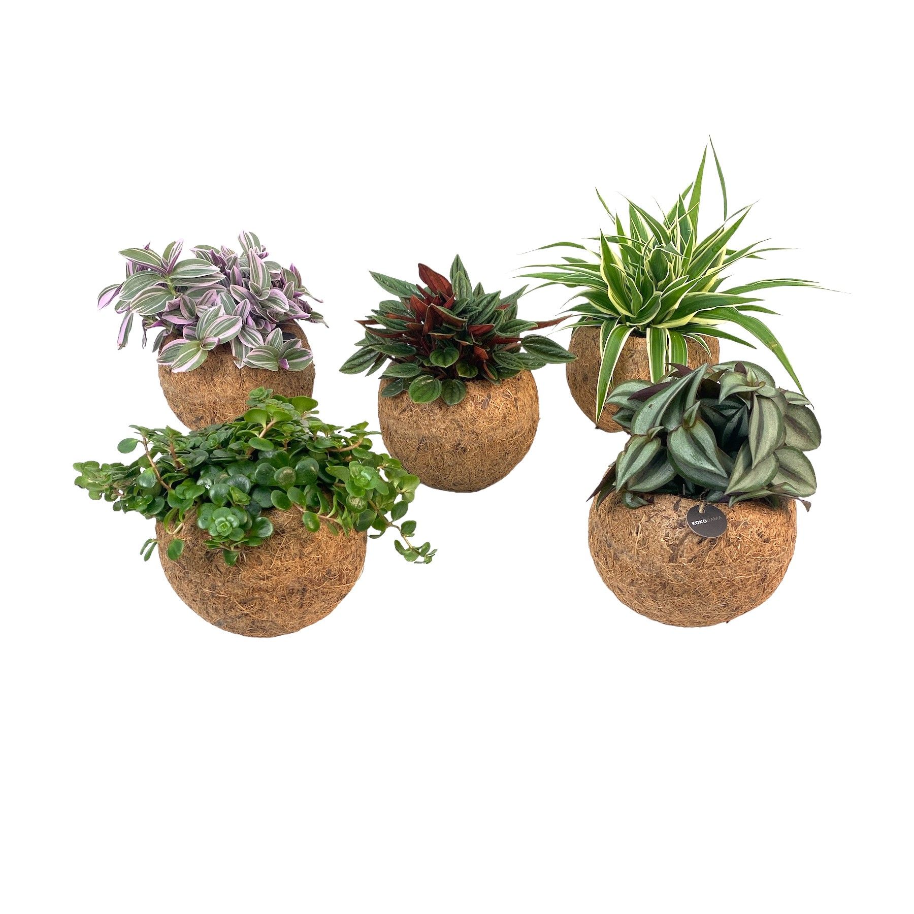 Kokodama 15 cm Green Smit Collection (No String), D 15