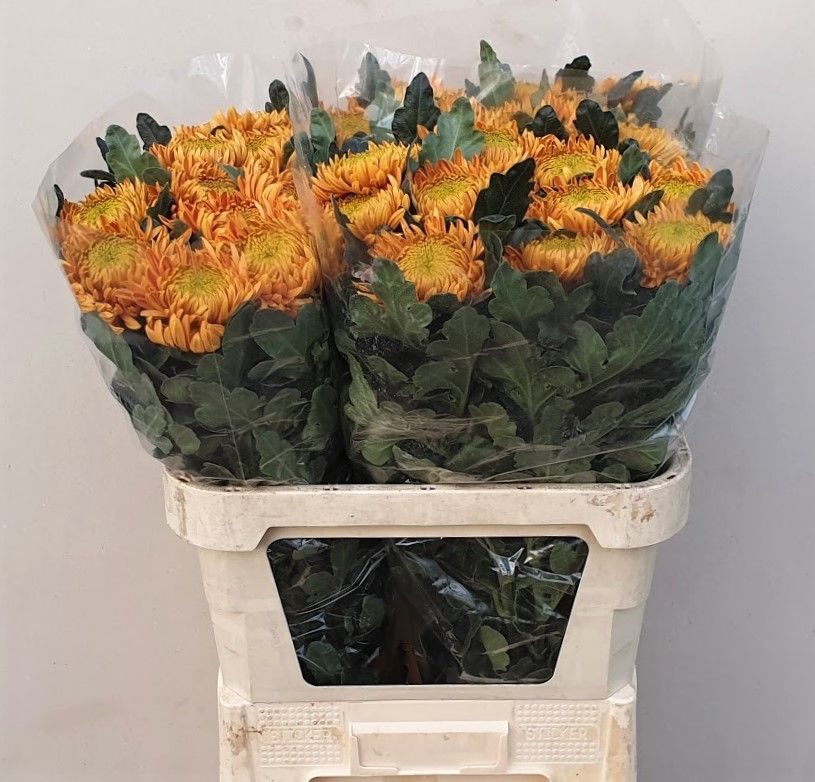 Хризантема од. Принцесс Армгард Бронз 80, шт.