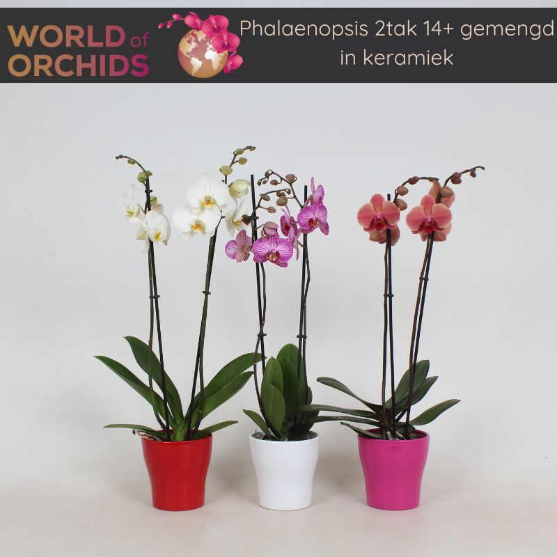 Phalaenopsis Gemengd 2 Tak, 14+ Bloem, 60 cm in Keramiek., D 12
