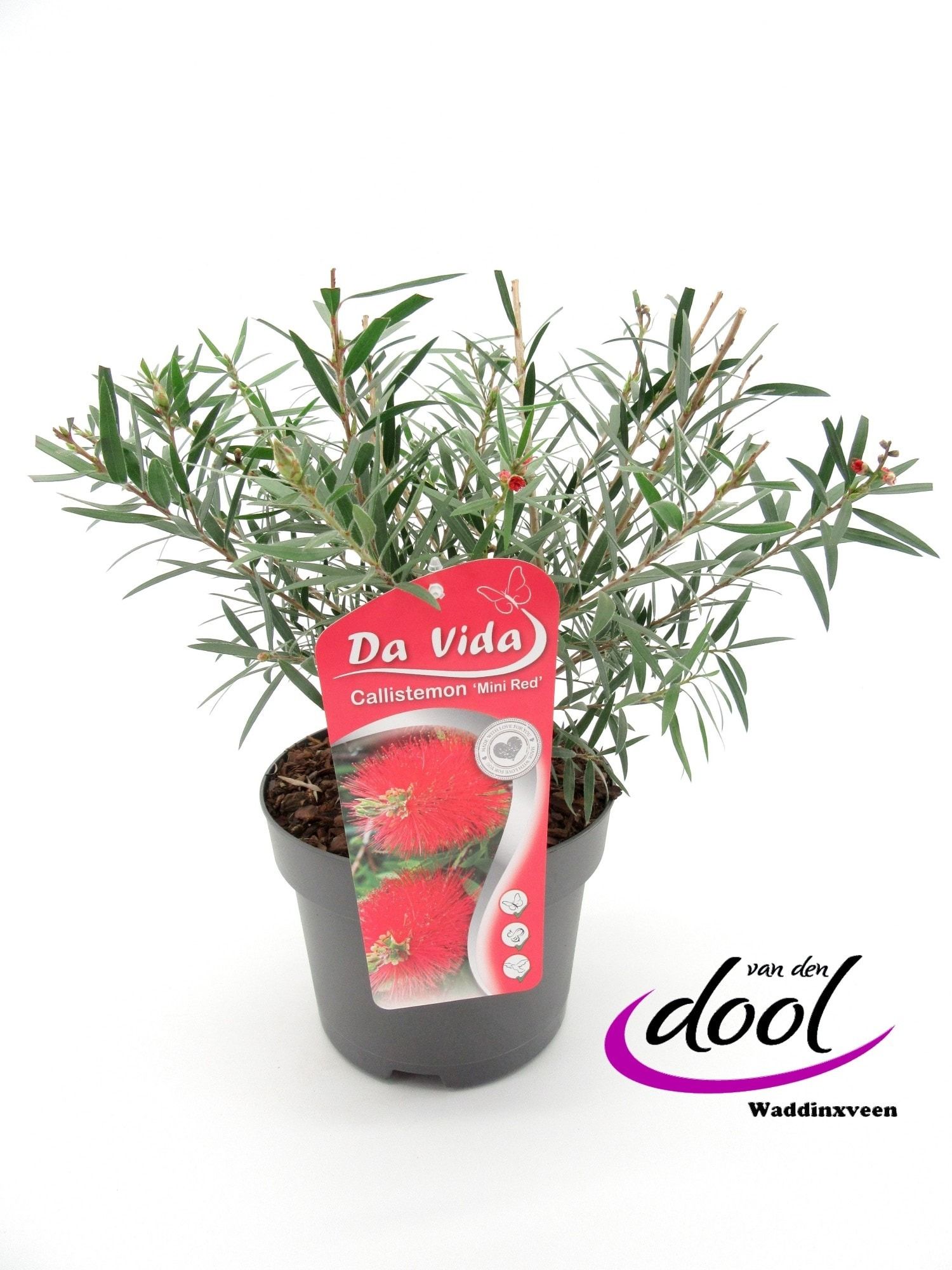 Callistemon Mini Red, D 19