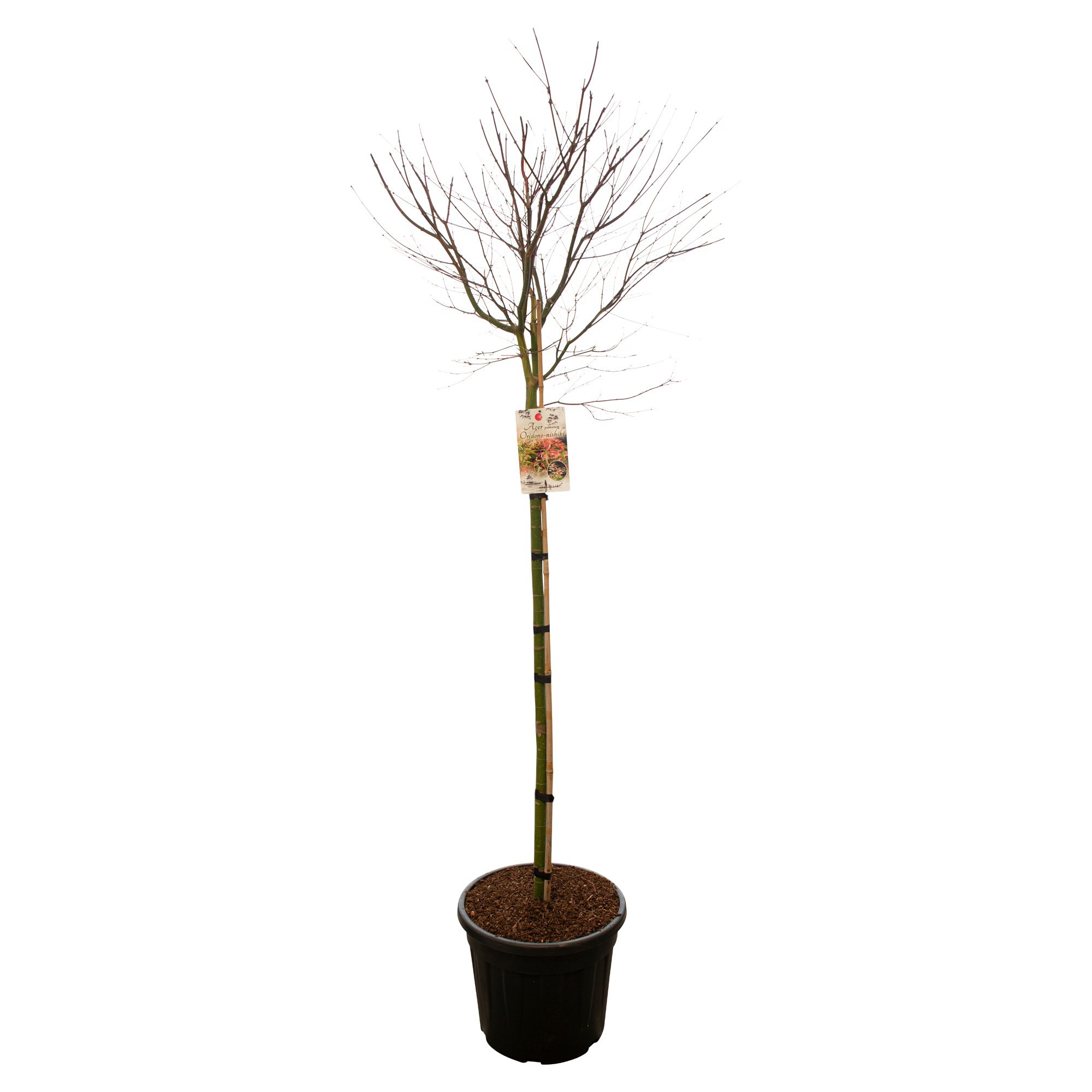 Acer palm. 'Oridoni Nishiki' C35 hoogstam, D 35