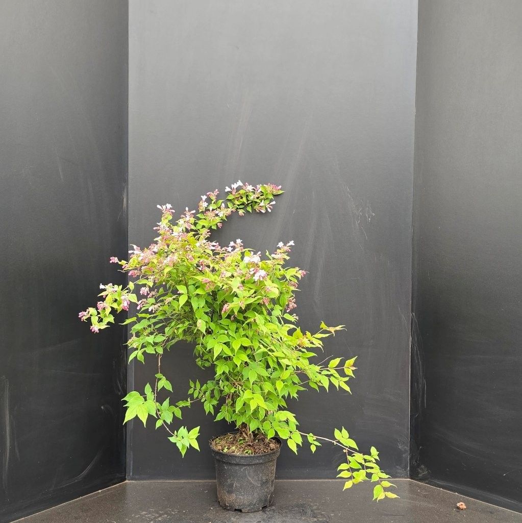 Kolkwitzia amabilis "Pink Cloud", D 23