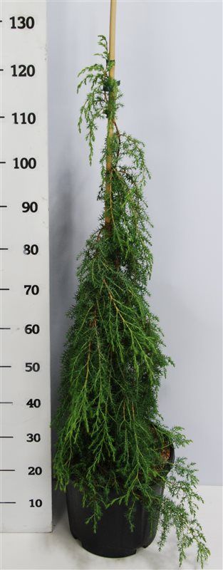 Juniperus comm. 'Oblonga Pendula', D 32