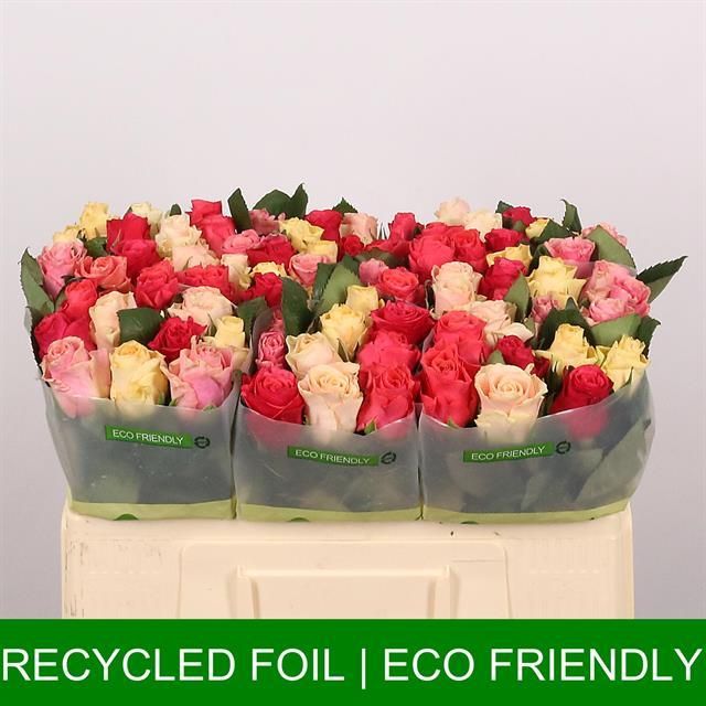 Роза од. Такази Микс 50, шт.