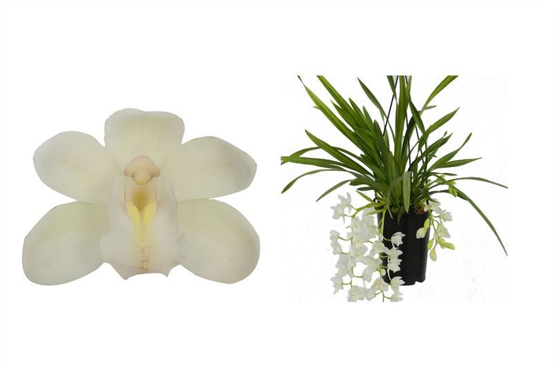 Cymbidium p14 cascade Ice 3-4T, D 14