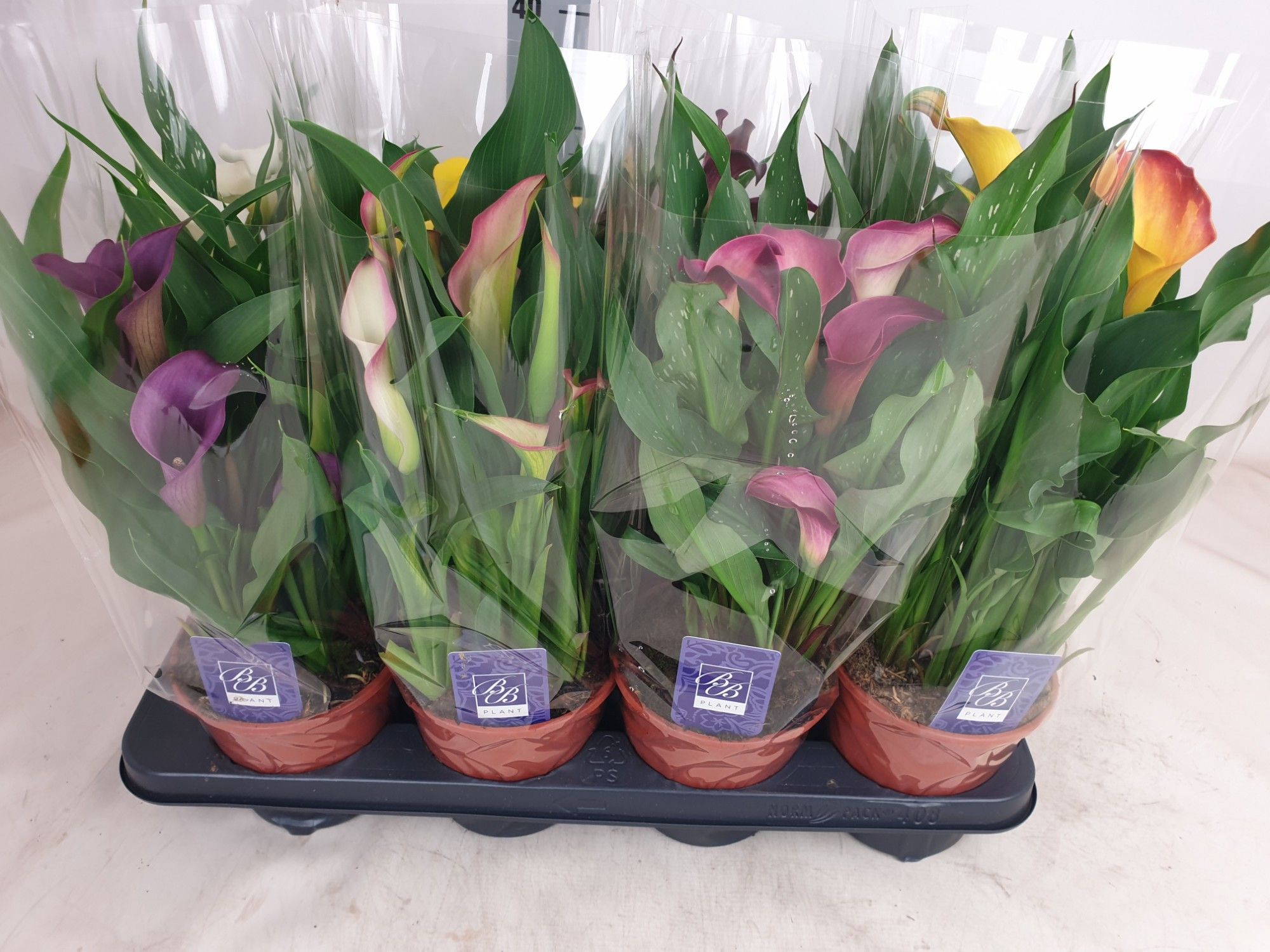 Zantedeschia Mix, D 14