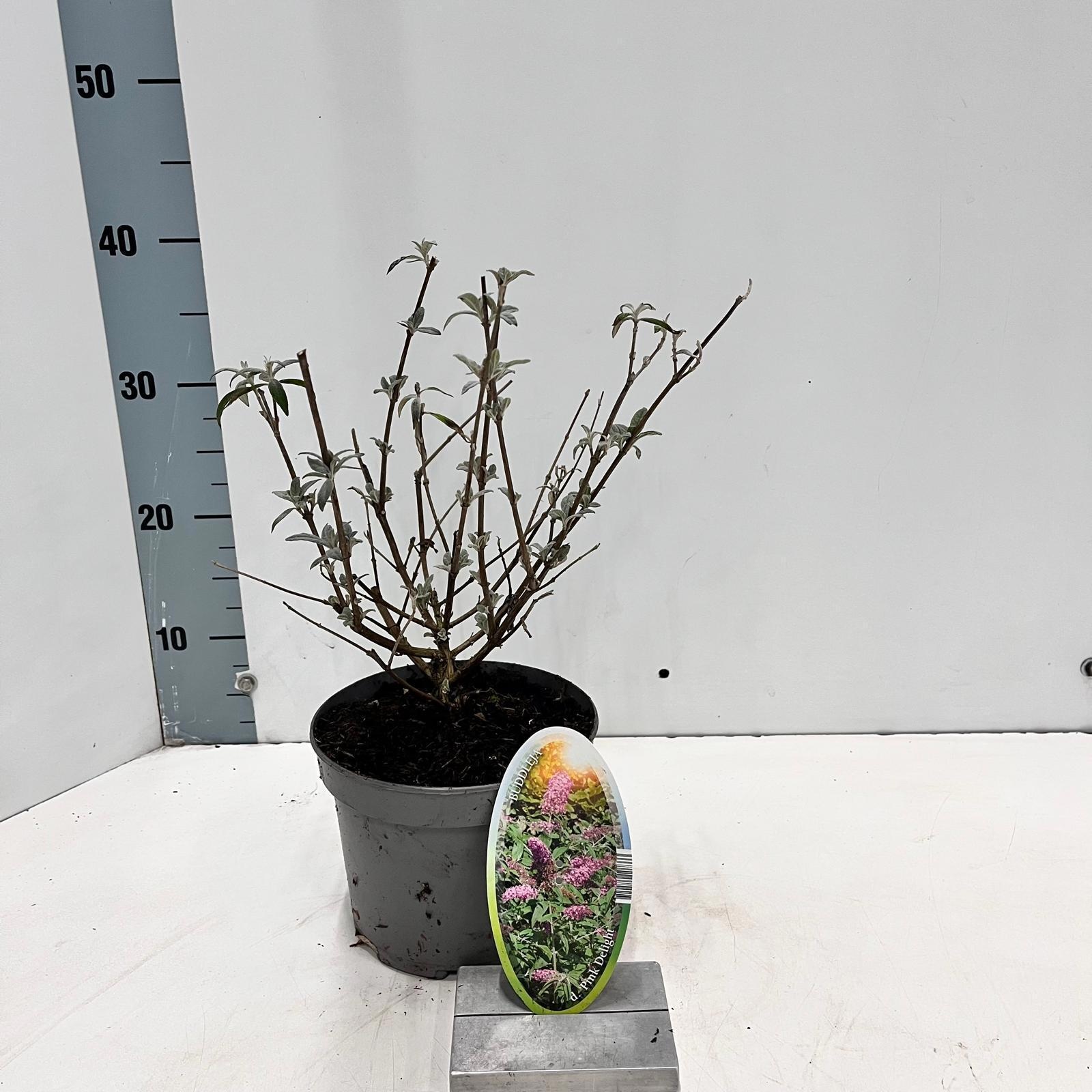 Buddleja dav. 'Pink Delight', D 17