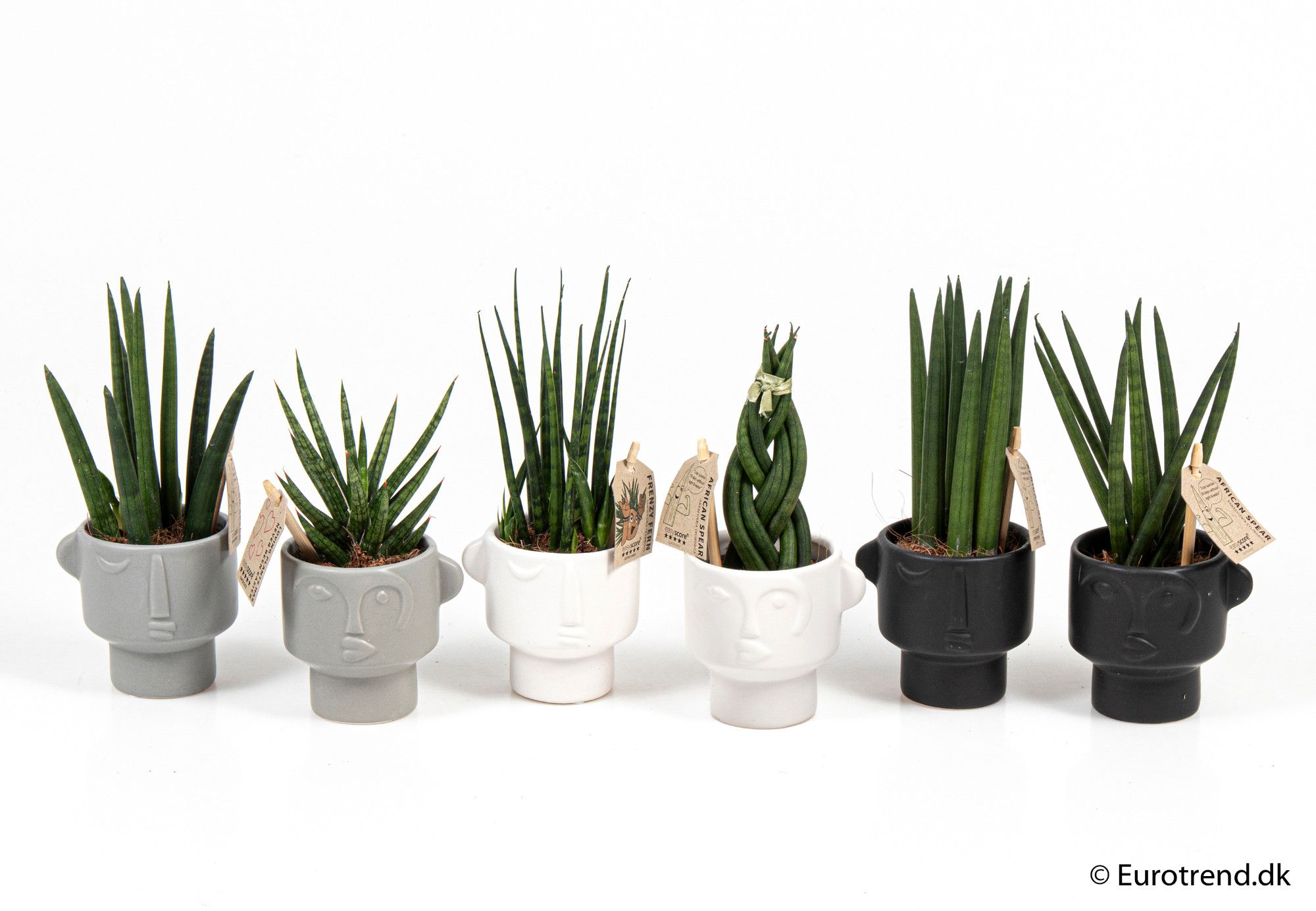 Sansevieria mix in ceramic - New Look 2025, D 6