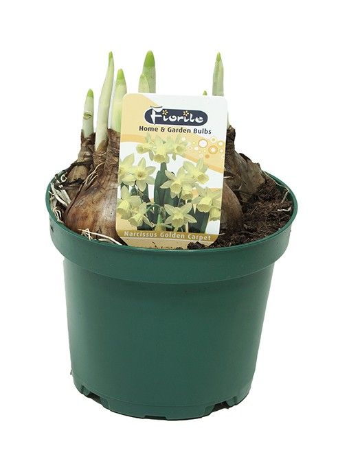 Narcis Golden Carpet, D 12