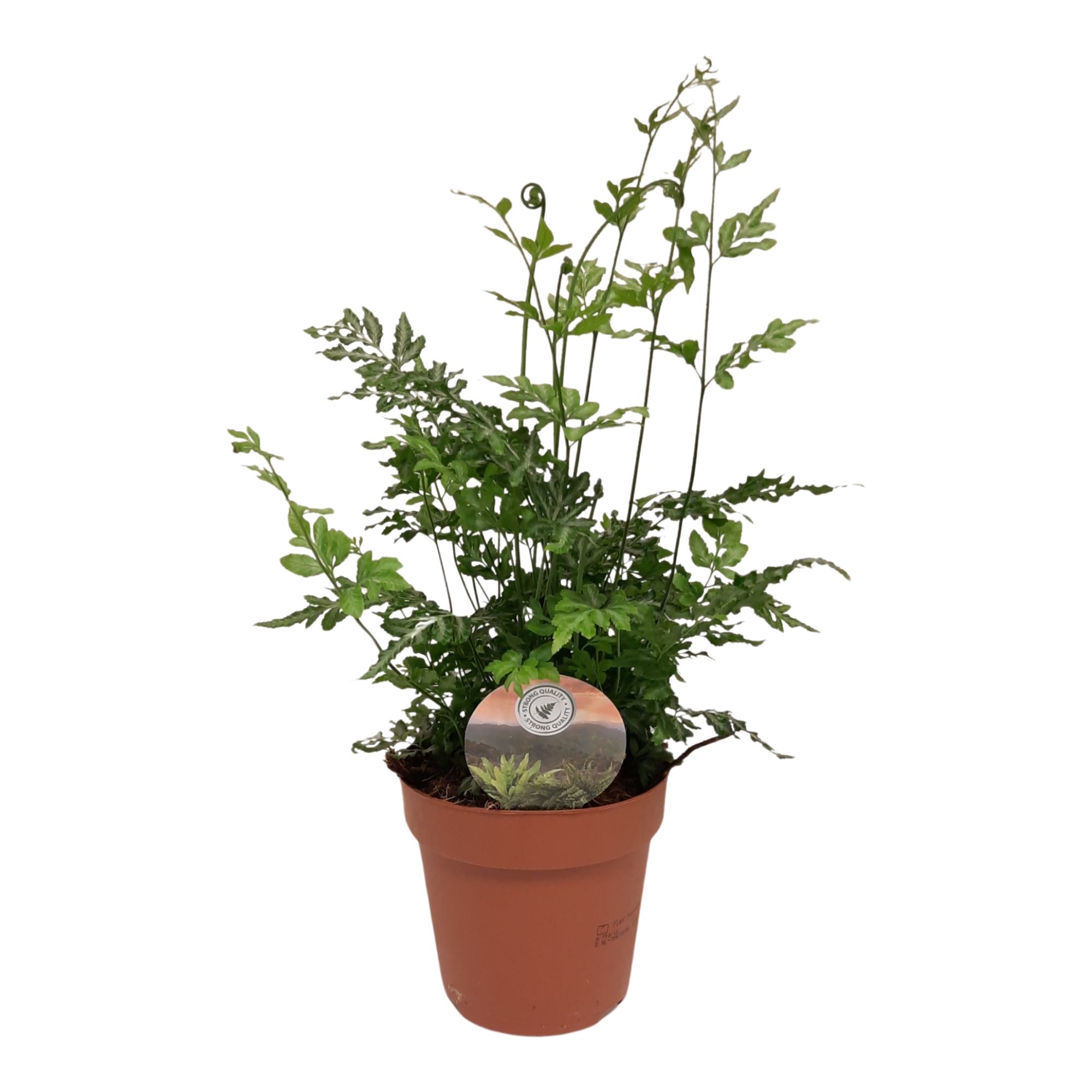 Pteris evergemiensis, D 12