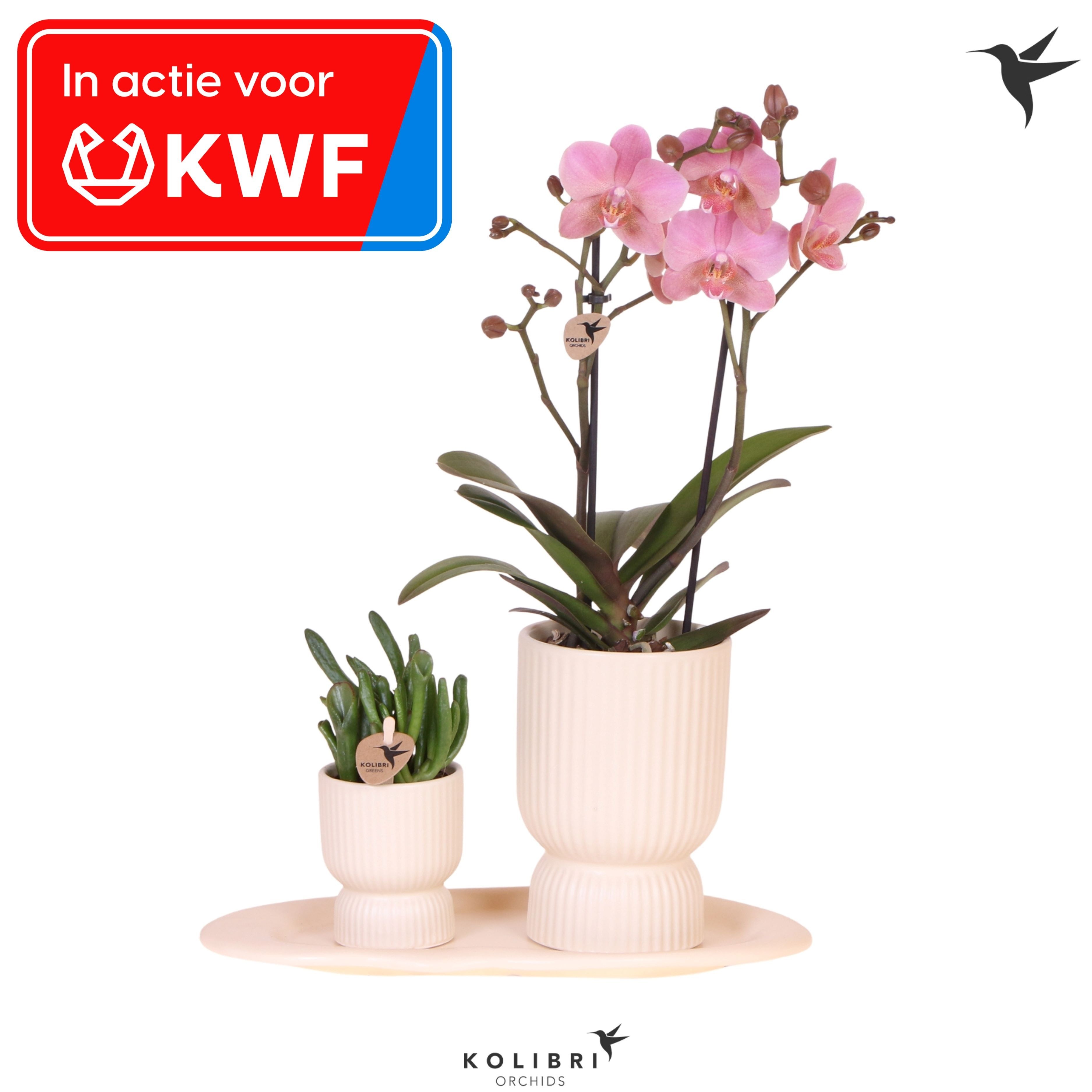 Kolibri Gift Set small Travertine - inzamelingsactie KWF, D 18 cm Kolibri Gift Set small Travertine - inzamelingsactie KWF, D 18 cm