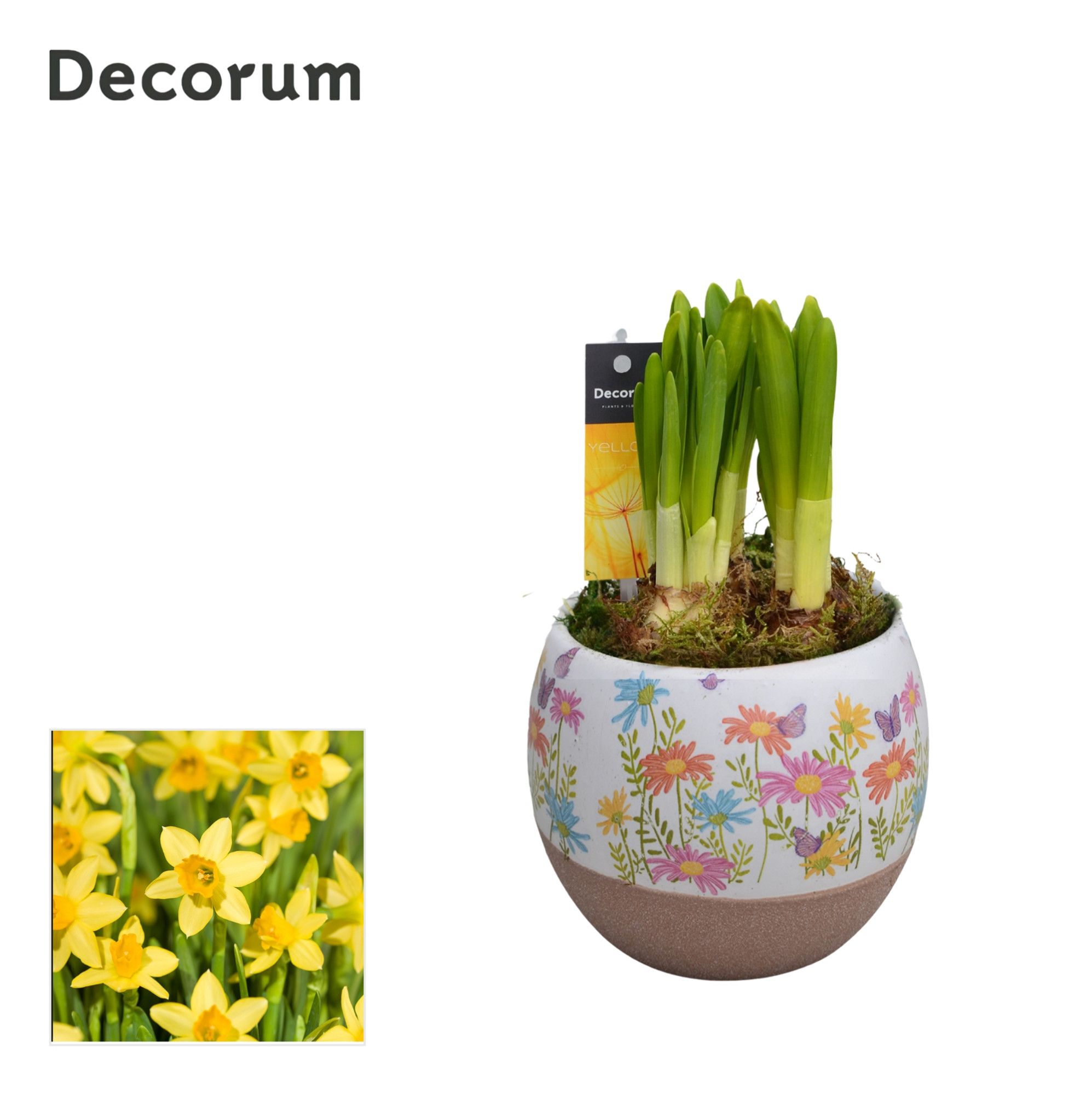 Narcis Colori GM HL14437, D 9