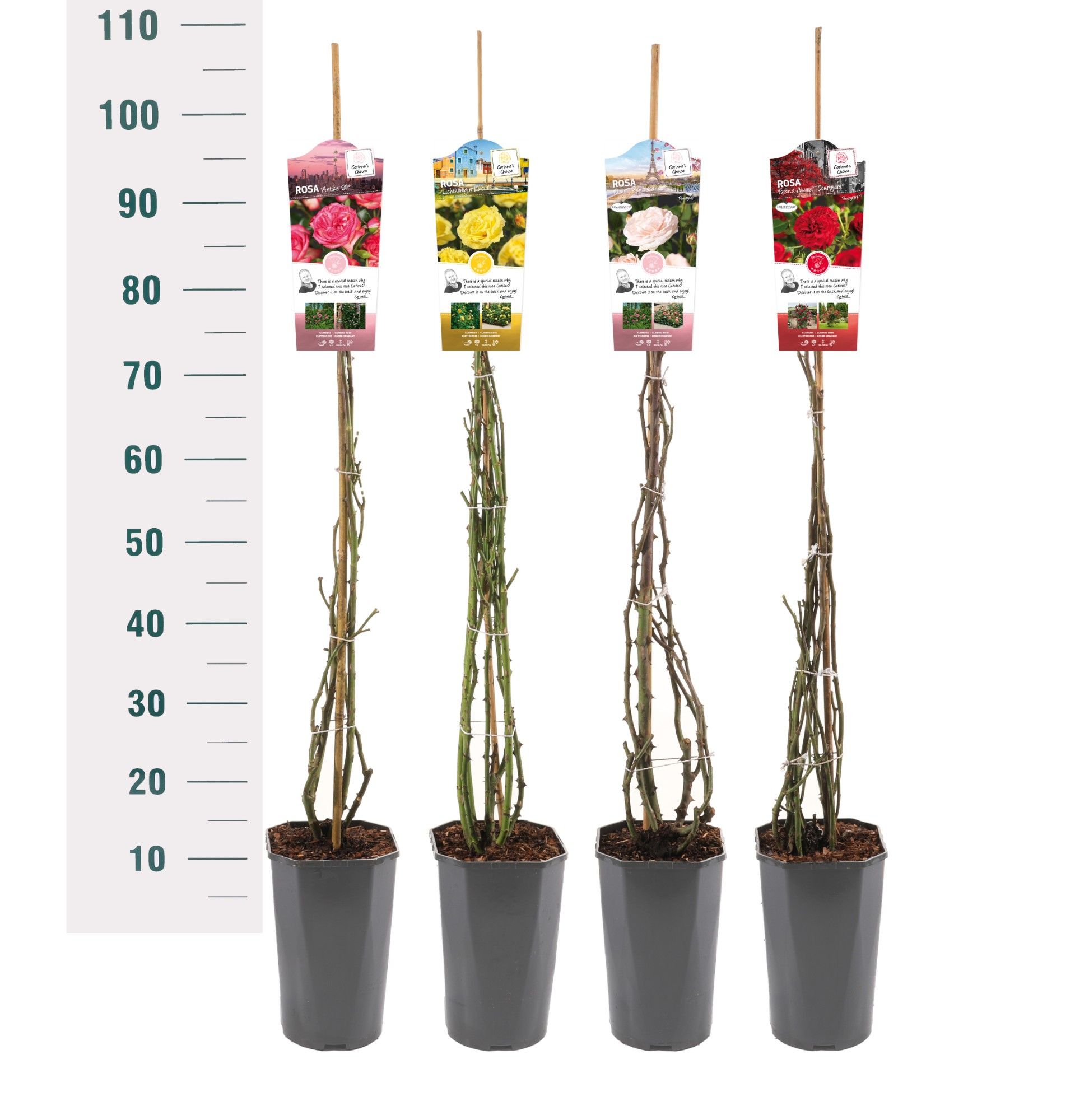 Rosa 'Mix' - Klim - C3rp - Exclusive Collection, D 19