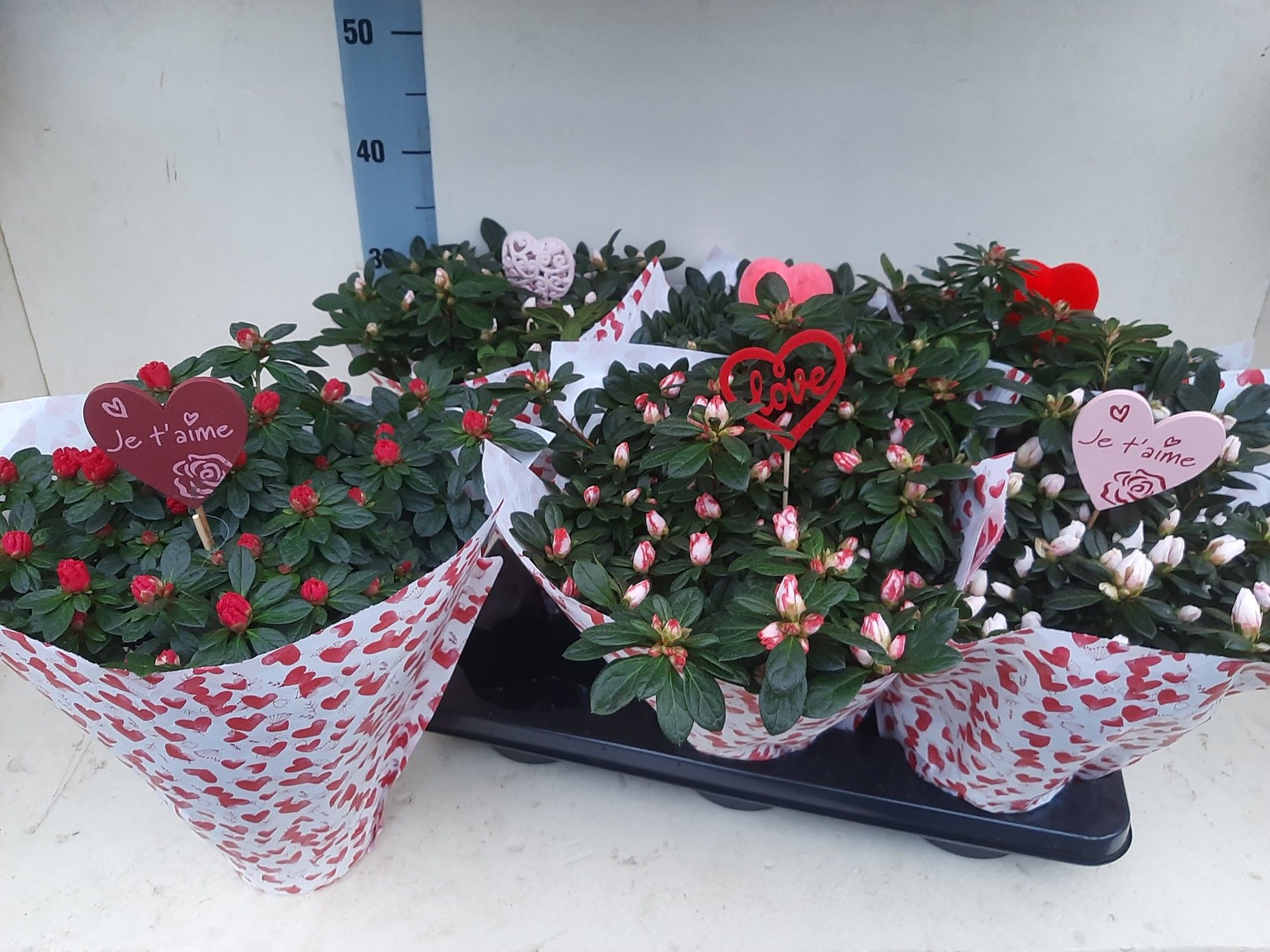 AZALEA VALENTIJN HOES 35 CM, D 15