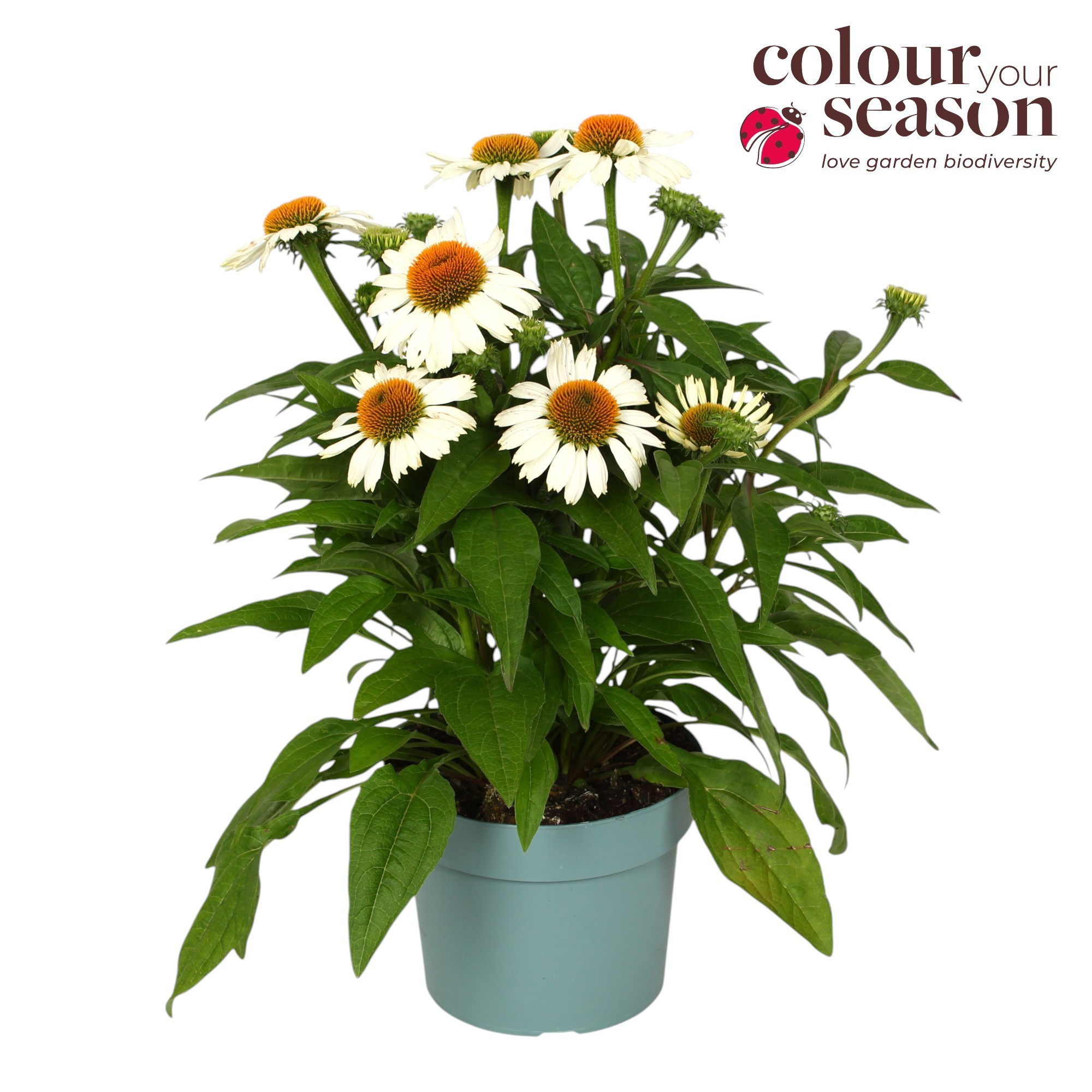 Echinacea Mooodz Serenity P19, D 19