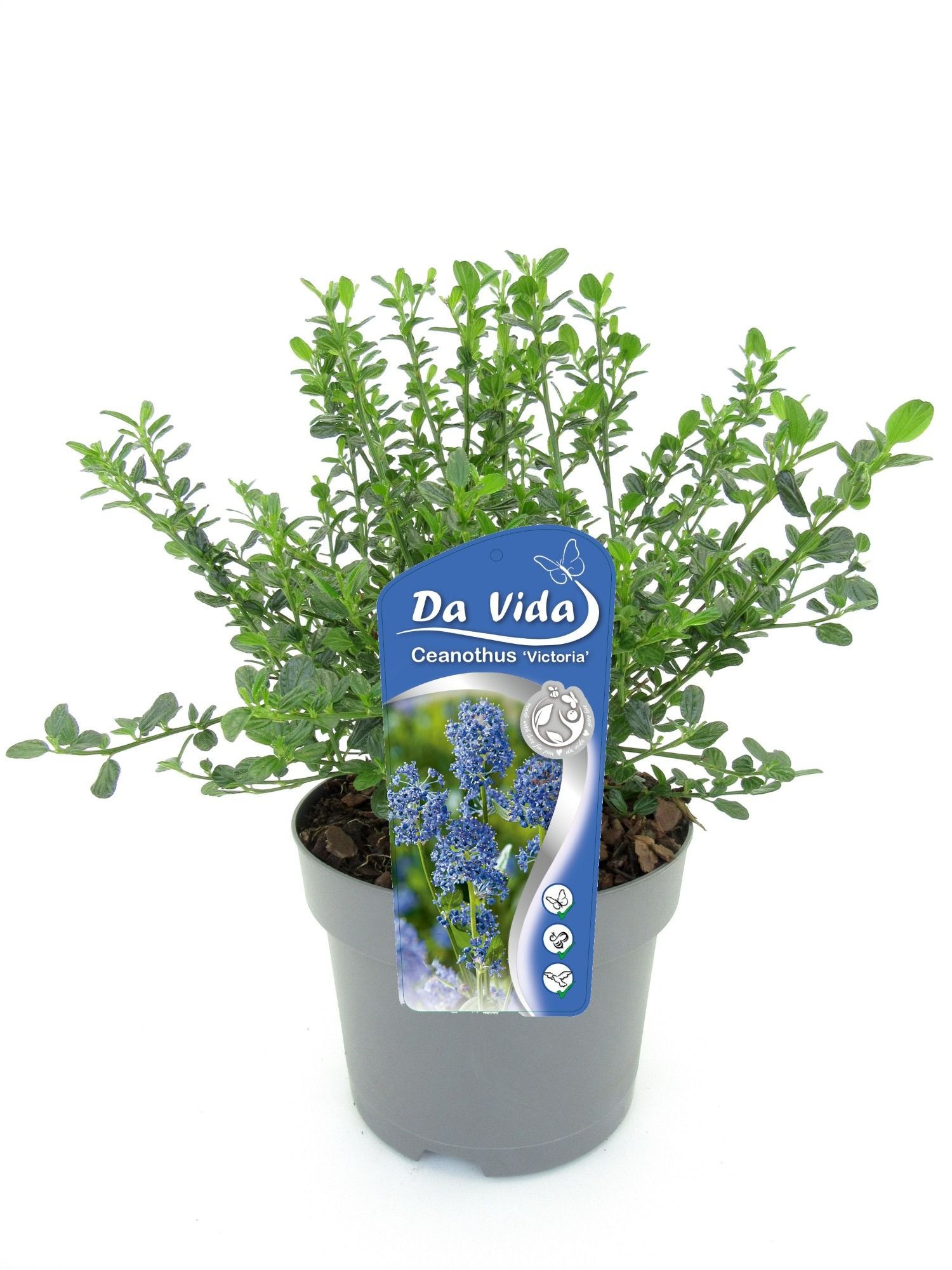 Ceanothus imp. Victoria, D 19