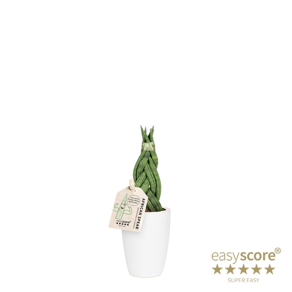SANSEVIERIA CYLINDRICA 40680603 Classic White Sansevi, D 7