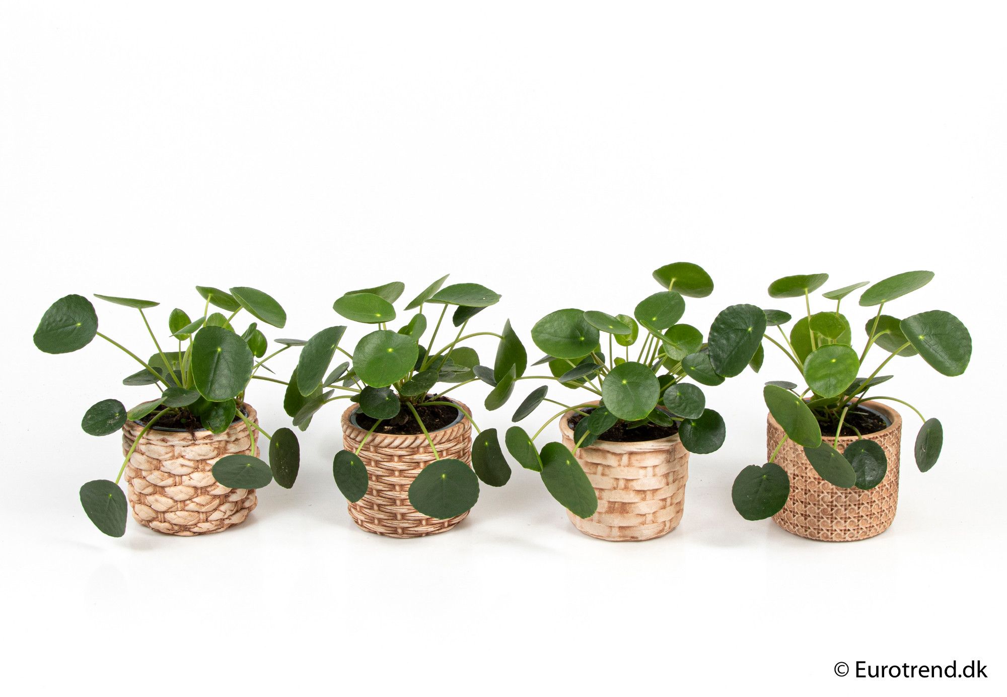 Pilea Pepemioides in 11 cm ceramic - New Look 2025, D 11