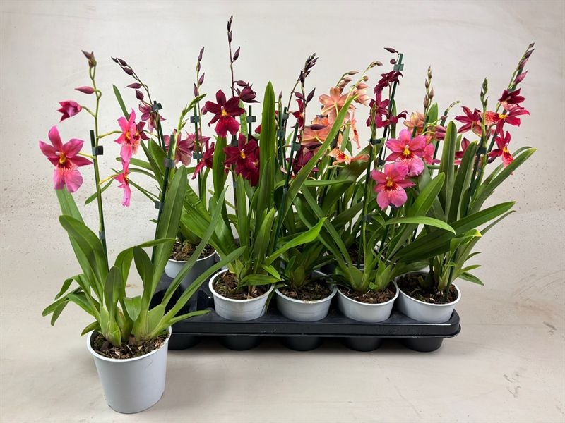 Cambria p12 Nelly mix 2T12+ (4lg/dc), D 12