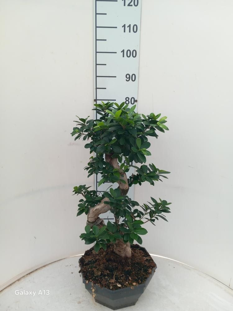 Ficus Ginseng Bonsai S. Type CP32, D 32