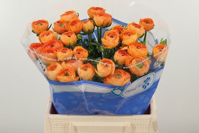 Ранункулус Саксом Мандарино 40, шт.