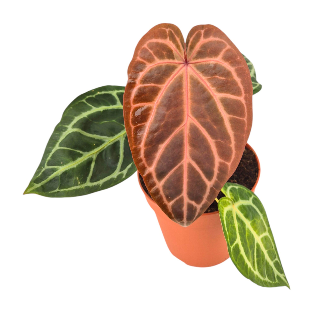 DocBlock Anthurium Zara® '29' X Purple Rain® '27', D 12 cm