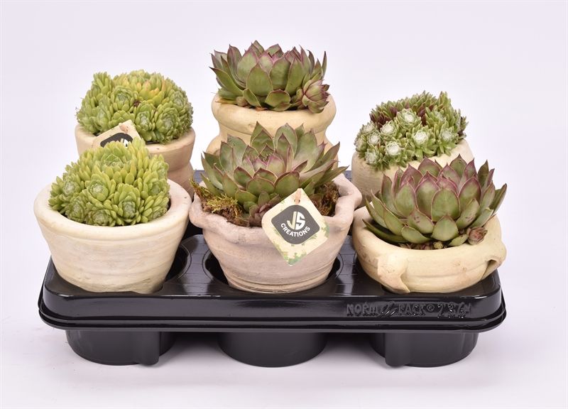 Mix tray Sempervivum, D 11