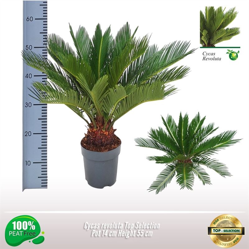 Cycas Revoluta Top Selection, D 14