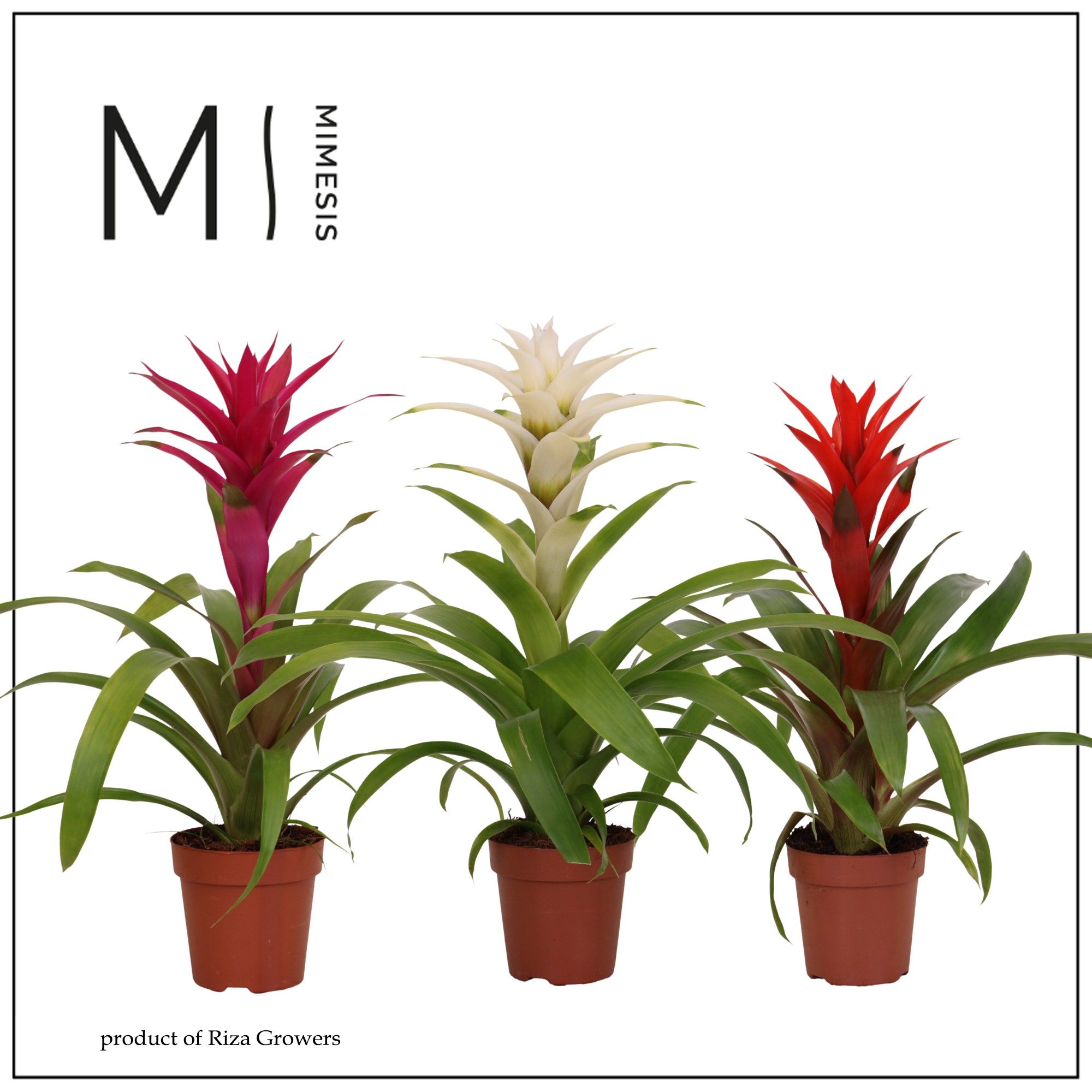 Guzmania Charming - 12cm | Mimesis, D 12