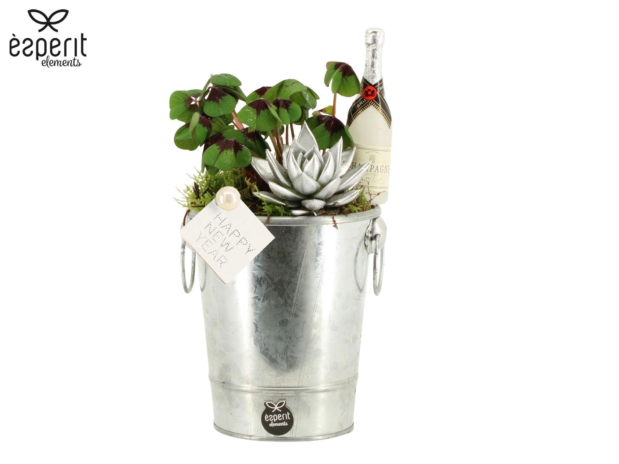 62156: New Year arrangement, D 12