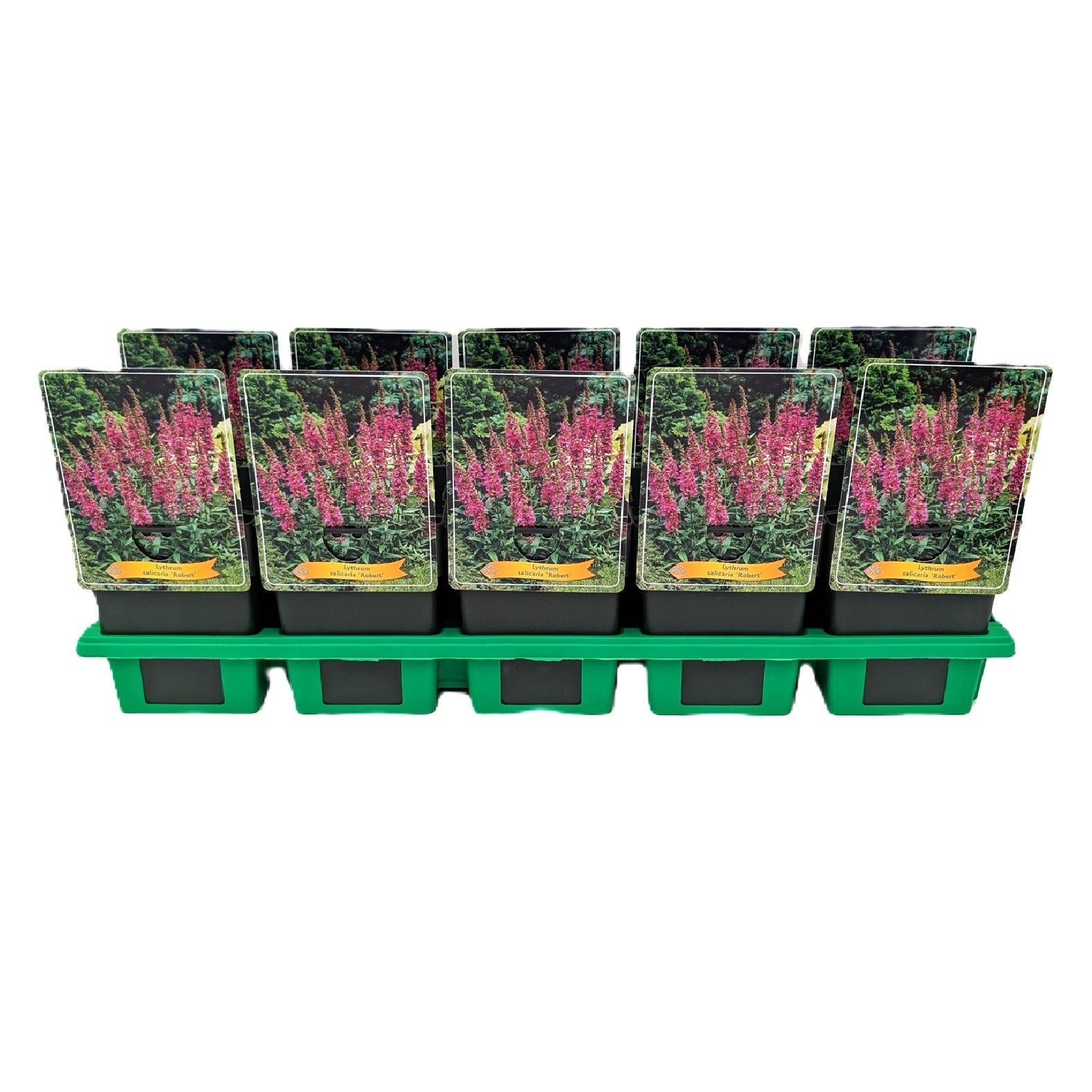 Lythrum salicaria 'Robert' P11, D 11 cm