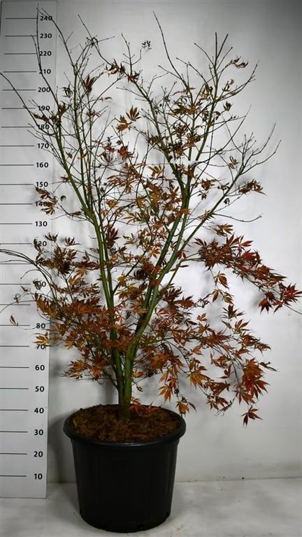 Acer pal. 'Summer Sunset', D 54