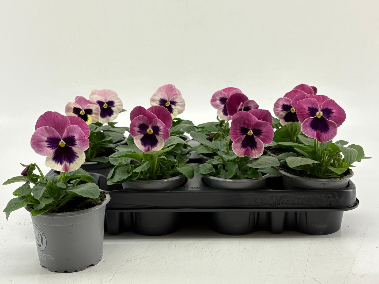 Viola F1 Pink With Blotch, D 9