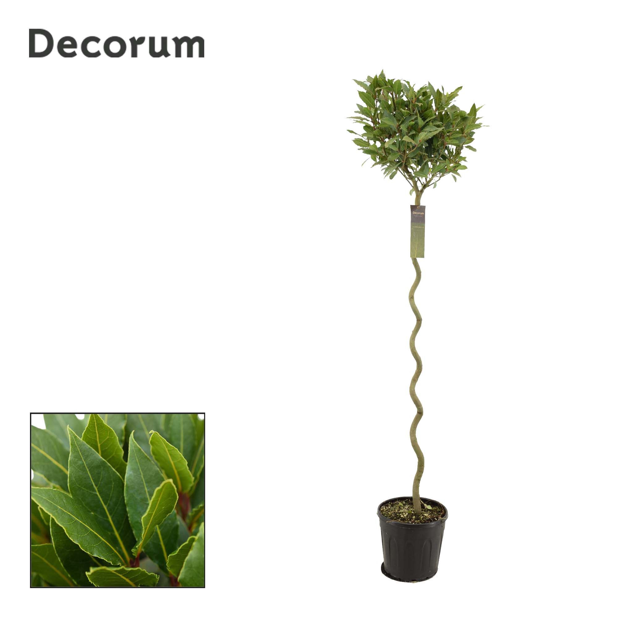 Laurus nobilis Spiraal stam, D 25