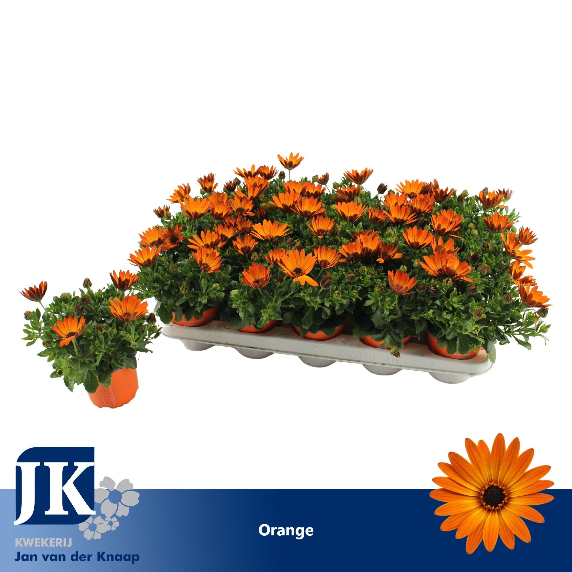 Osteospermum Oranje TST, D 10,5