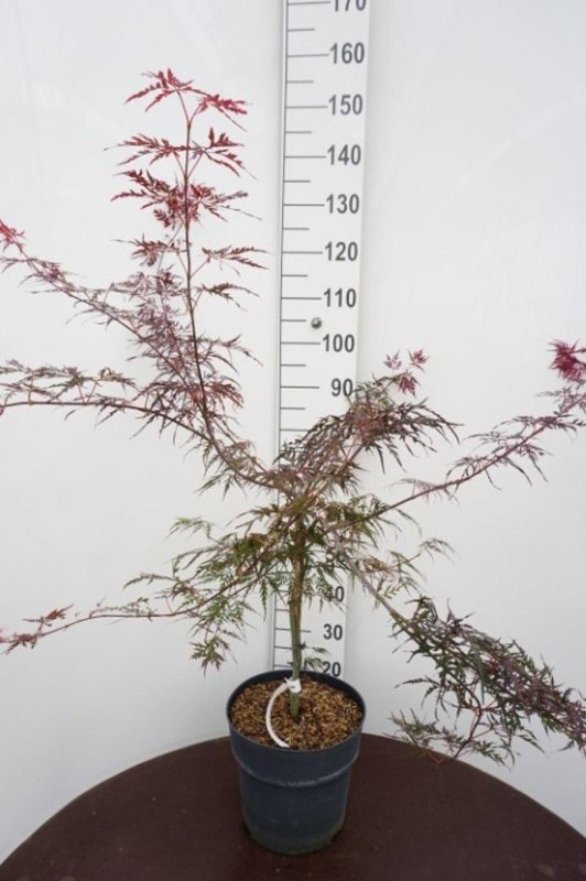 Acer pal. 'Firecracker', D 32 cm