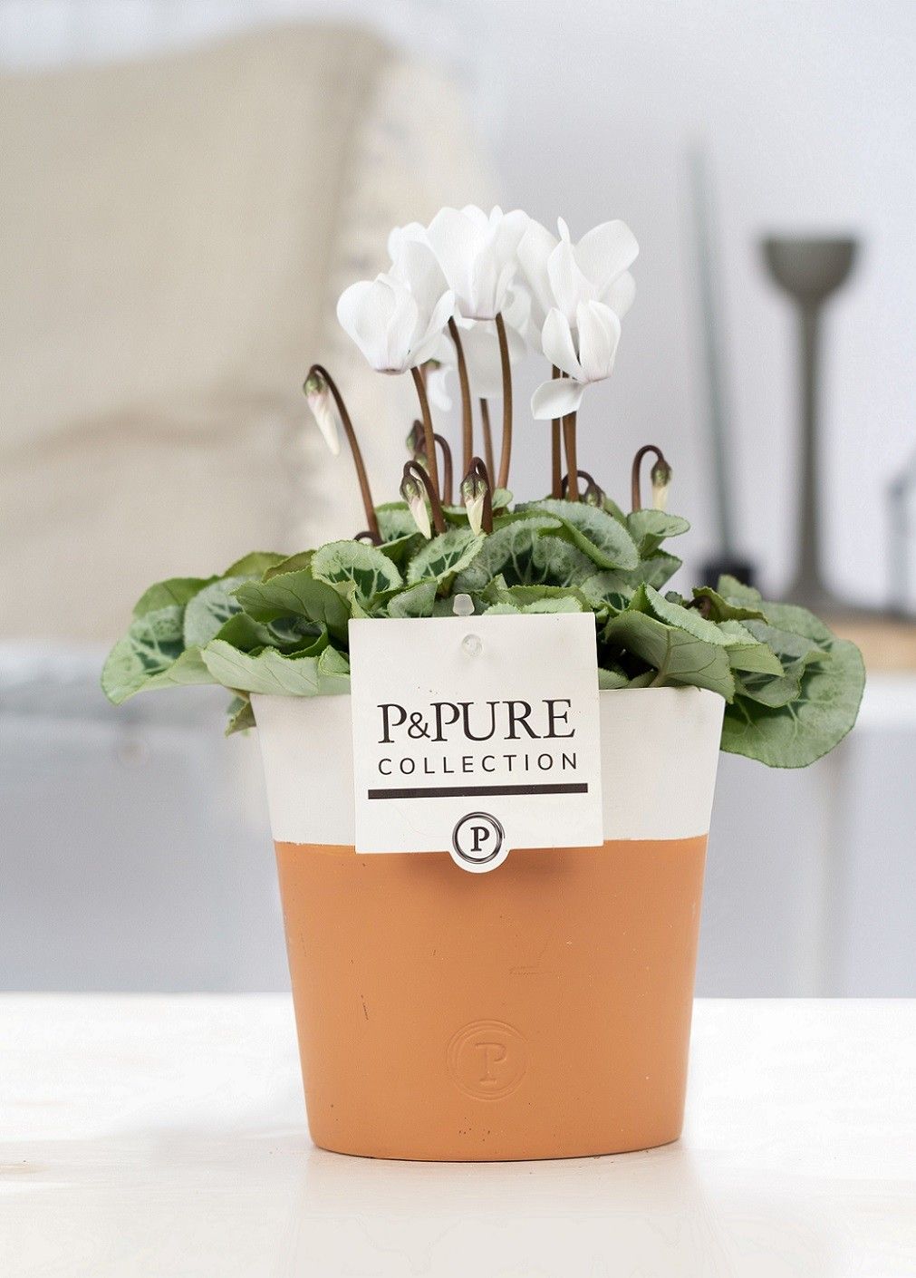 Cyclamen SS Picasso Wit Terra Cotta PC, D 13 cm Cyclamen SS Picasso Wit Terra Cotta PC, D 13 cm