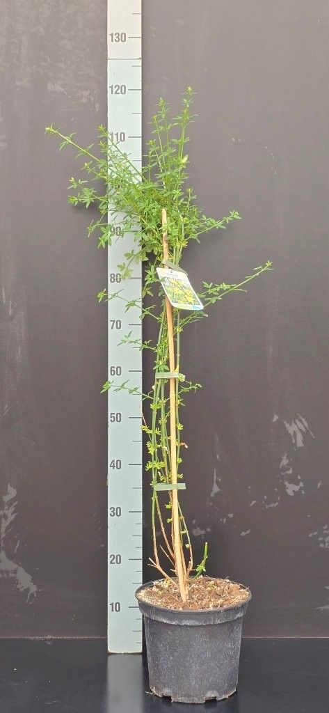 Jasminum nudiflorum, D 23