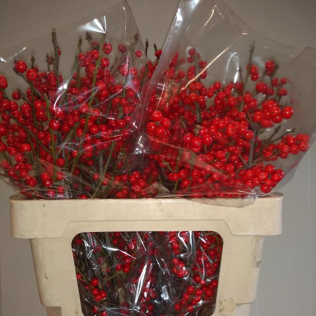 Илекс Красные ягоды 60, шт.