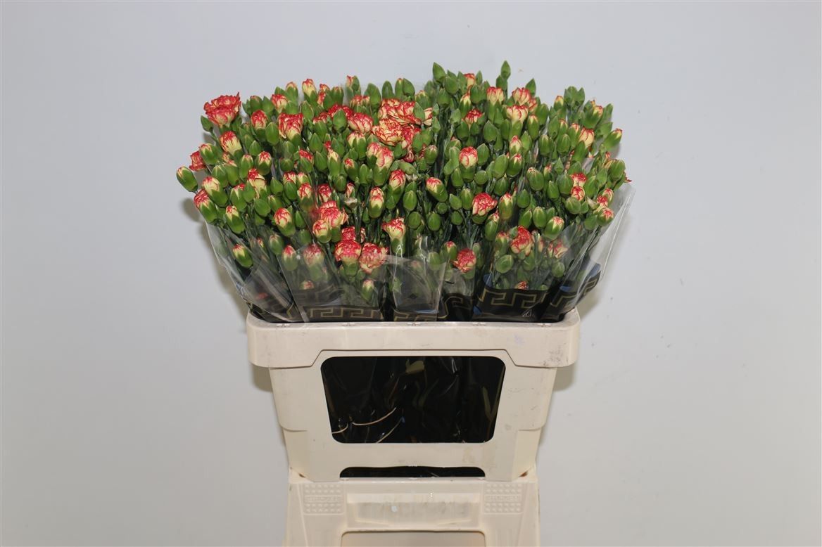 Диантус куст. Каримбо, шт.