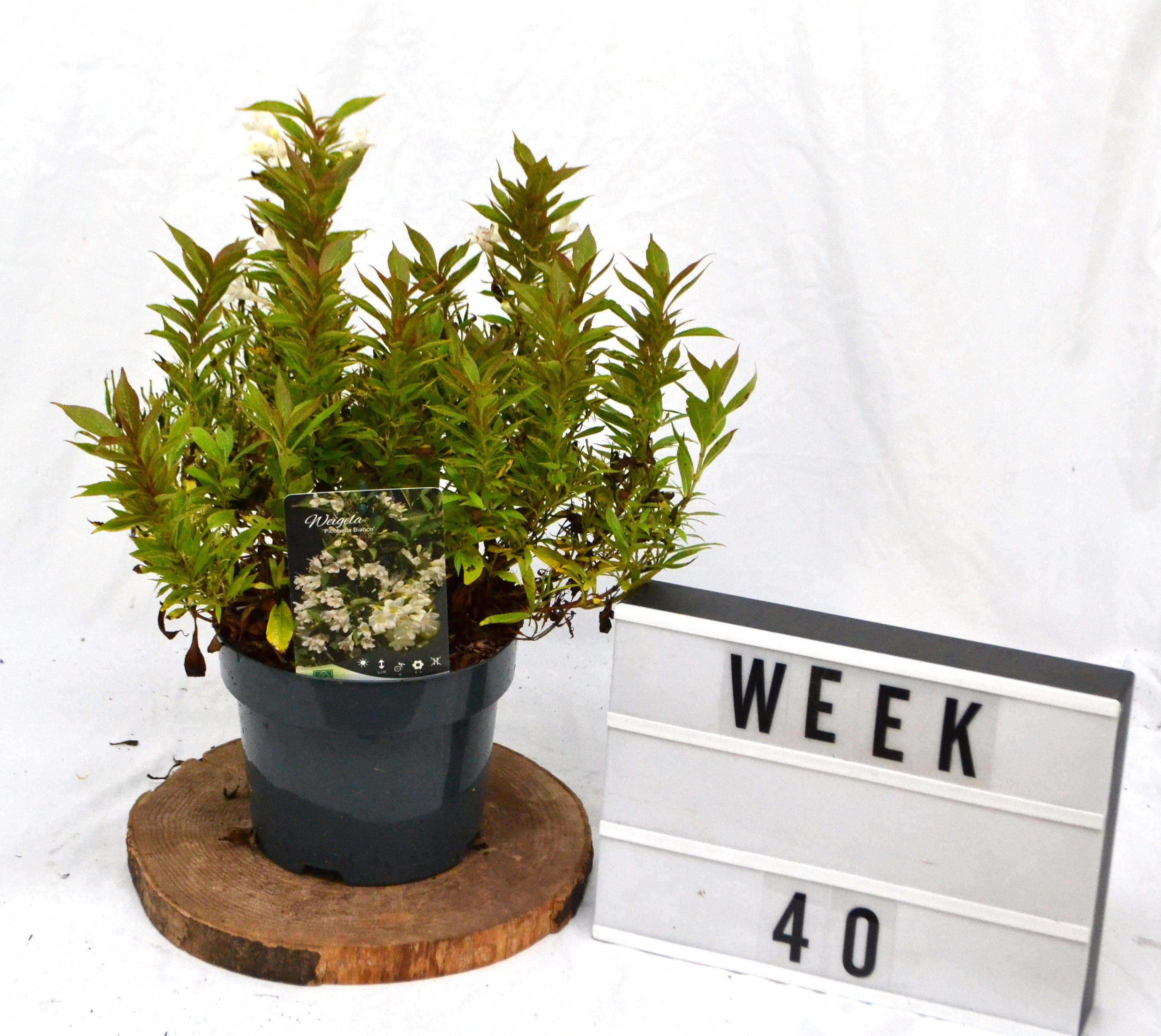 Weigela Picobella Bianco, D 19 cm