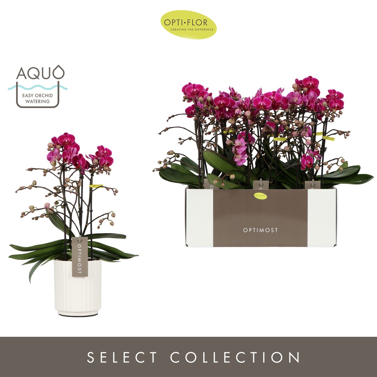 Optimost Morelia 3 spike in Molise White Aquo, D 12 cm