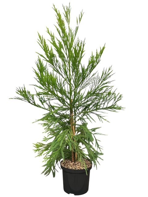 Cryptomeria j. 'Kitayama', D 23