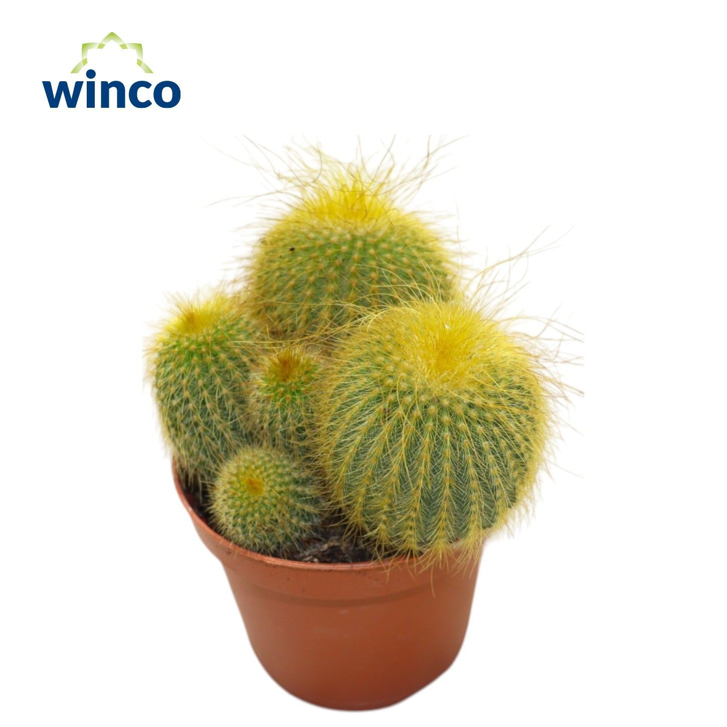 Notocactus Leninghausii (group), D 8,5