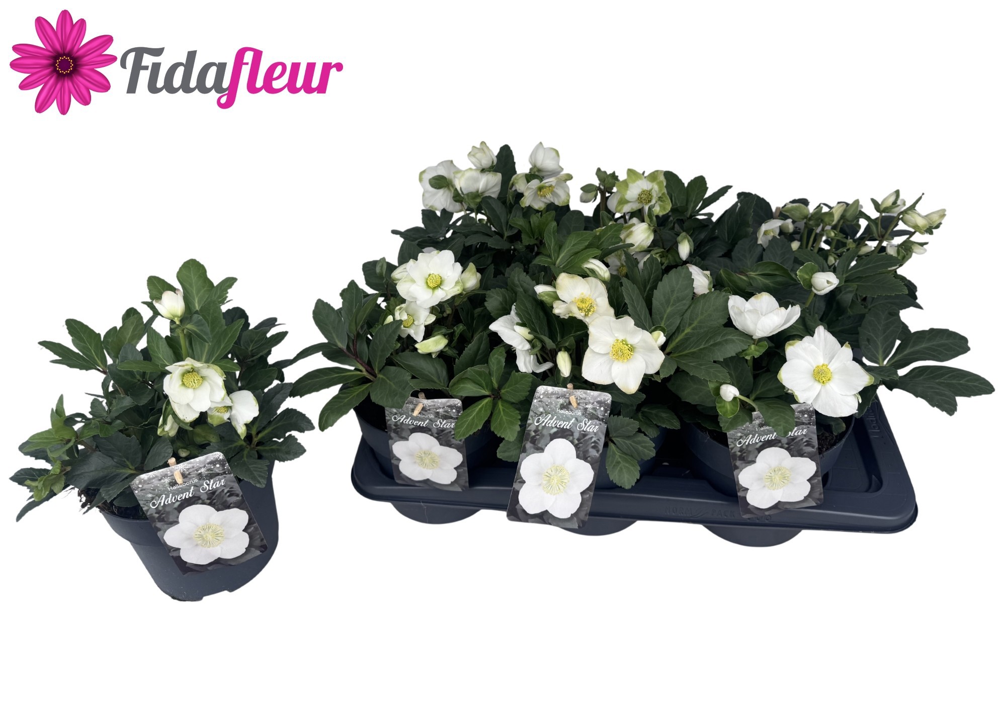 Helleborus Niger Advent Star, D 17 cm