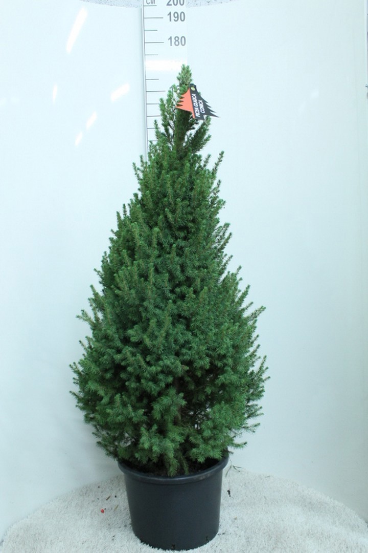 Picea glauca 'Conica' P33 Potgedrukt, D 33 cm
